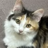 ノルウェージャンフォレストキャット【福島県・女の子・2024年11月16日・キャリコ】の写真3