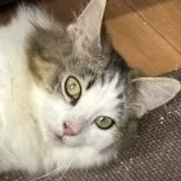 ノルウェージャンフォレストキャット【福島県・男の子・2024年9月27日・ブラウンクラシックタビー&ホワイト】の写真4