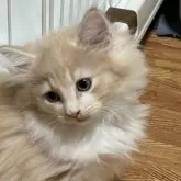 ノルウェージャンフォレストキャット【福島県・男の子・2025年10月3日・クリームタビー&ホワイト】の写真4