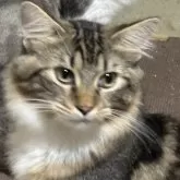 ノルウェージャンフォレストキャット【福島県・男の子・2025年3月13日・ブラウンクラシックタビー&ホワイト】の写真4