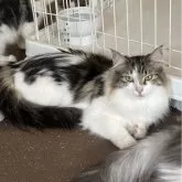 ノルウェージャンフォレストキャット【福島県・女の子・2024年3月29日・ブラウンタビー&ホワイト】の写真4「毛足が長くフサフサです」