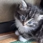 ノルウェージャンフォレストキャット【福島県・男の子・2025年3月13日・ブラウンクラシックタビー&ホワイト】の写真5