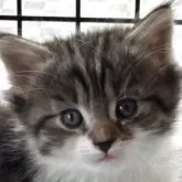 ノルウェージャンフォレストキャット【福島県・男の子・2025年3月15日・ブラウンマッカレルタビー&ホワイト】の写真5