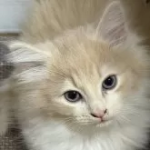 ノルウェージャンフォレストキャット【福島県・男の子・2025年10月3日・クリームタビー&ホワイト】の写真5