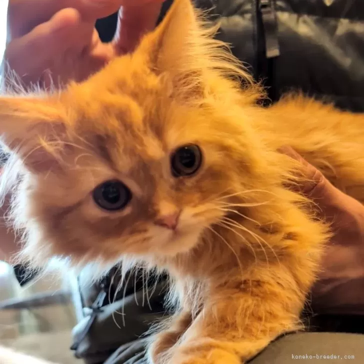 M.I 様のお迎えした子猫