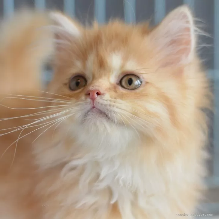 ID:2406-02126の子猫