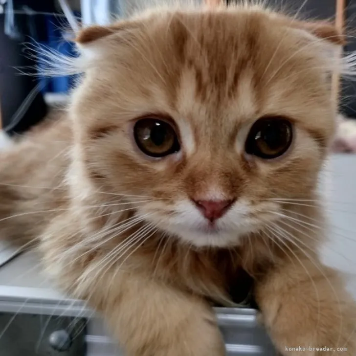 ID：2308-01240の子猫