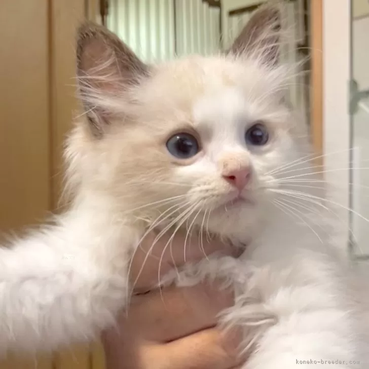 ID：2410-01095の子猫