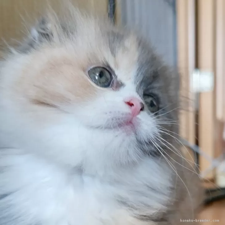 ID：2404-02796の子猫