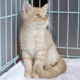 スコティッシュフォールド(立ち耳)【新潟県・女の子・2024年3月27日・クリームタビー】の写真3