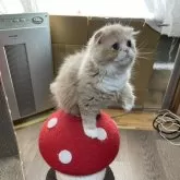 スコティッシュフォールド(折れ耳)【新潟県・女の子・2025年5月27日・クリームタビー&ホワイト】の写真2