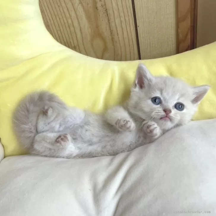 ID：2507-02263の子猫