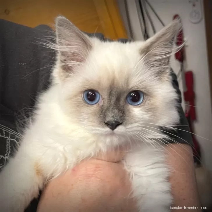 ID:2412-02008の子猫