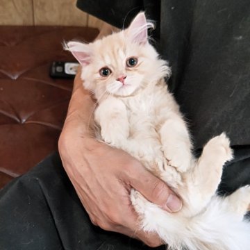 スコティッシュフォールド(立ち耳)【新潟県・男の子・2025年5月27日・レッドタビー&ホワイト】の写真「可愛いお顔の王子様」