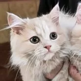 スコティッシュフォールド(立ち耳)