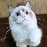 ラグドール【新潟県・男の子・2025年3月11日・シールポイントバイカラー】の写真1「美猫に成長しました。」