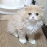 スコティッシュフォールド(折れ耳)【新潟県・女の子・2025年5月27日・クリームタビー&ホワイト】の写真5