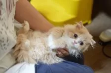 スコティッシュフォールド(折れ耳)【新潟県・女の子・2025年5月27日・クリームタビー&ホワイト】の写真9