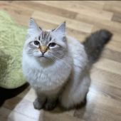サイベリアン【・女の子・2018年5月18日・シールリンクスポイント】「甘えん坊です💖」