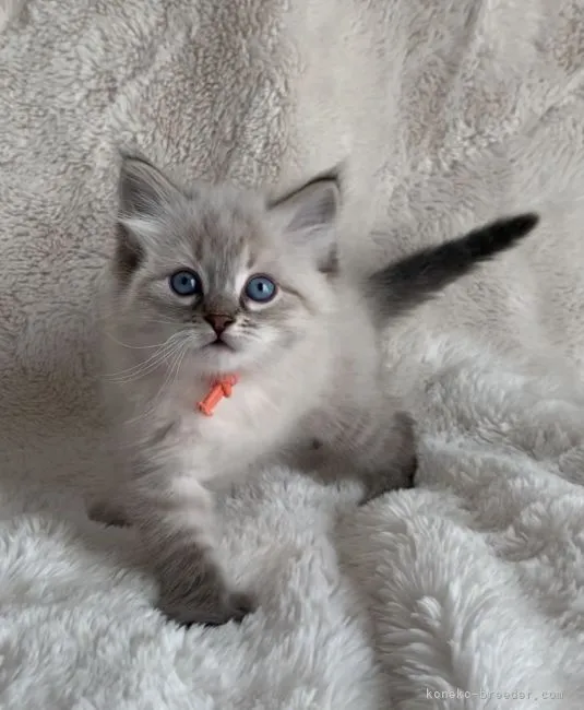 ID：2104-00512の子猫