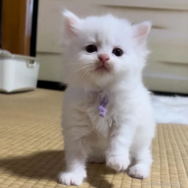 ID：2203-02369の子猫