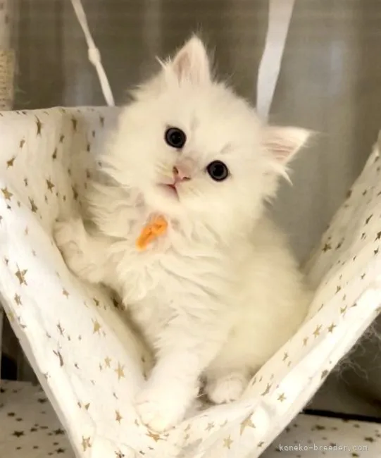 ID：2203-01882の子猫