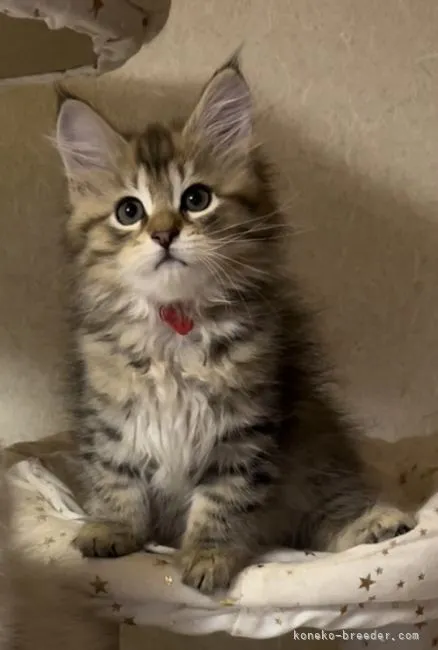 ID:2203-02306の子猫