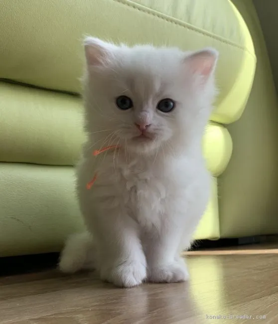 ID：2003-00795の子猫