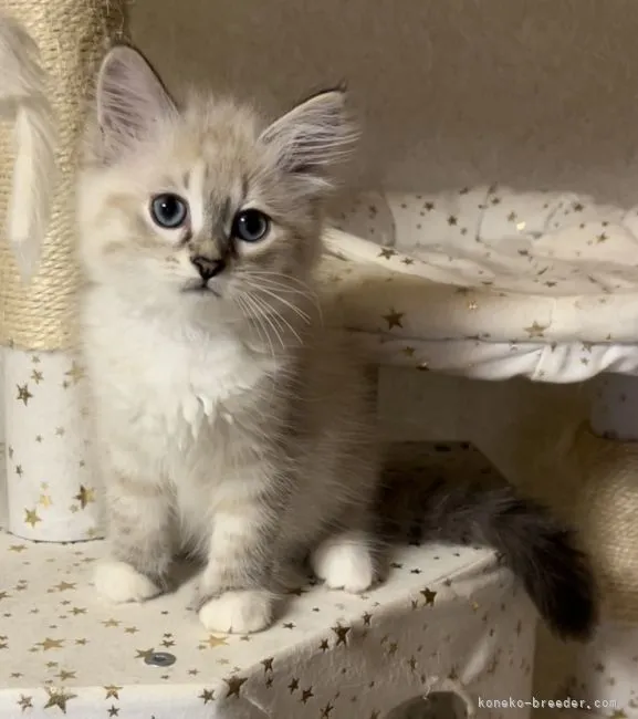 ID：2204-00337の子猫