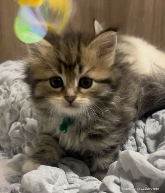 ID:2203-02137の子猫