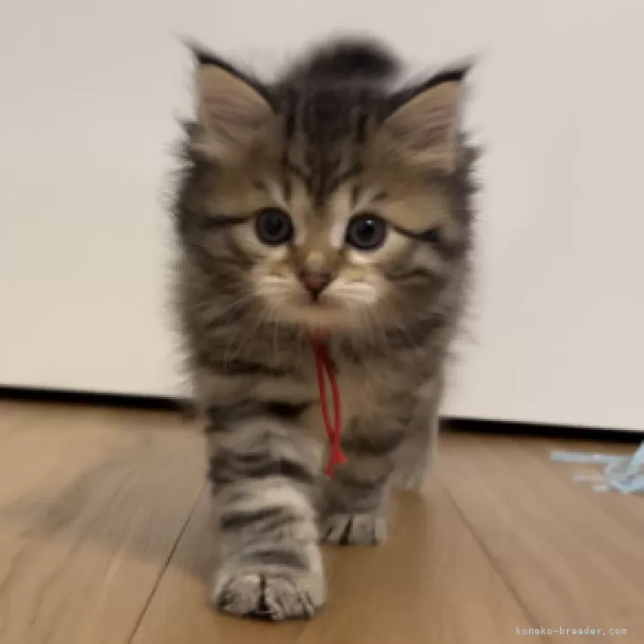 ID:2411-01084の子猫