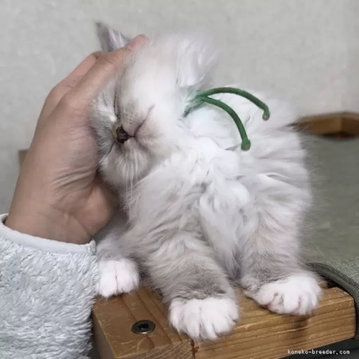 ID：2311-01878の子猫