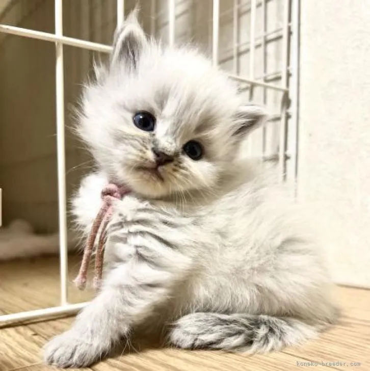 ID:2211-01805の子猫