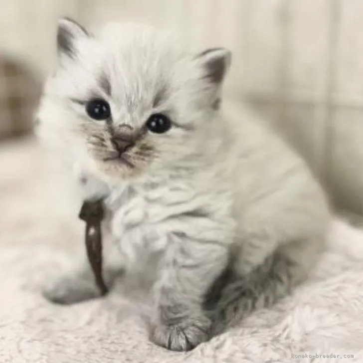 ID:2211-01803の子猫