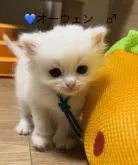 サイベリアン【山形県・男の子・2022年10月24日・ホワイト】の写真2「ぽわわんとした優しい男の子💕」