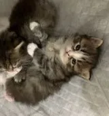 サイベリアン【山形県・女の子・2020年12月29日・ブラッククラシックタビーアンドホワイト】の写真3「いつも兄弟と遊び社会勉強をしています✨」