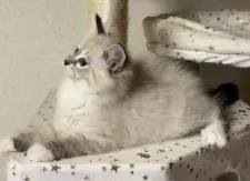 サイベリアン【山形県・女の子・2022年2月22日・シールリンクスタビーアンドホワイト】の写真3「美しい横顔💖」