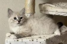 サイベリアン【山形県・女の子・2022年2月22日・シールリンクスタビーアンドホワイト】の写真4「可愛いホワイトソックス💕」