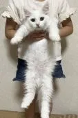 サイベリアン【山形県・女の子・2022年2月24日・ホワイト】の写真5「しっかりした骨格の女の子です😊」