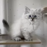 サイベリアン【山形県・男の子・2025年8月2日・ブルー(シルバー)リンクスポイント】の写真10