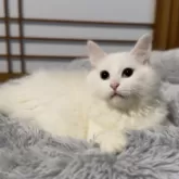 サイベリアン【山形県・男の子・2025年6月10日・ホワイトソリッド】の写真10