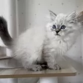 サイベリアン【山形県・男の子・2025年8月2日・ブルー(シルバー)リンクスポイント】の写真11