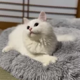 サイベリアン【山形県・男の子・2025年6月10日・ホワイトソリッド】の写真12