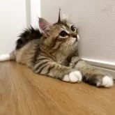 サイベリアン【山形県・男の子・2025年6月10日・ブラウンタビー&ホワイト】の写真7