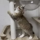 サイベリアン【山形県・男の子・2025年6月10日・ブラウンタビー&ホワイト】の写真8