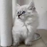 サイベリアン【山形県・男の子・2025年8月2日・ブルー(シルバー)リンクスポイント】の写真14