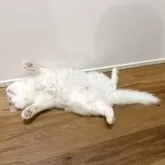 サイベリアン【山形県・男の子・2025年6月10日・ホワイトソリッド】の写真9