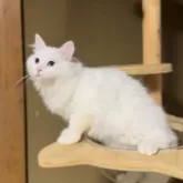 サイベリアン【山形県・男の子・2025年6月10日・ホワイトソリッド】の写真12