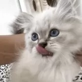 サイベリアン【山形県・男の子・2025年8月2日・ブルー(シルバー)リンクスポイント】の写真15