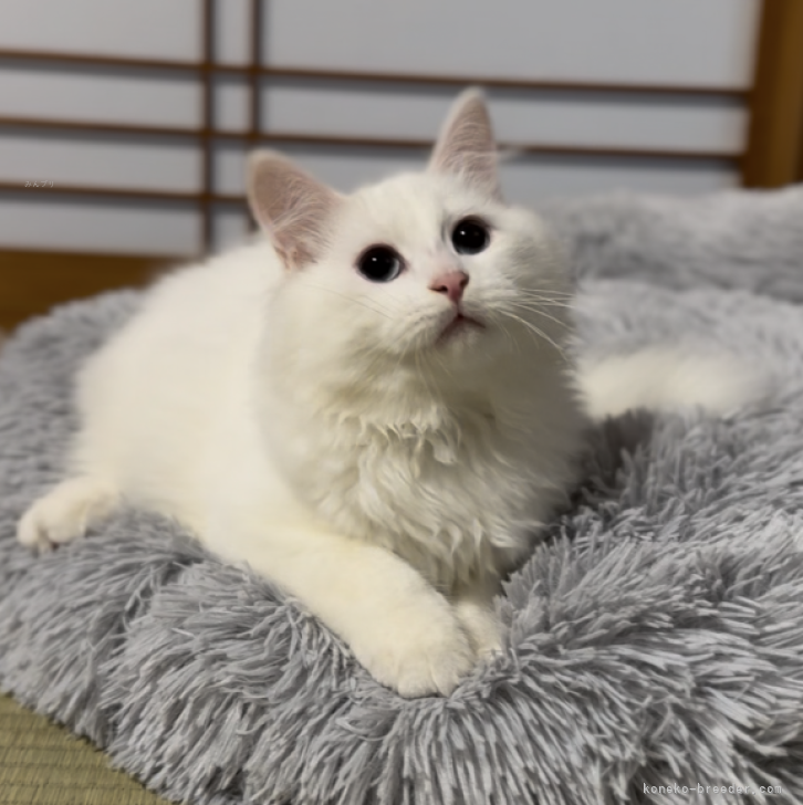 ブリーダー画像